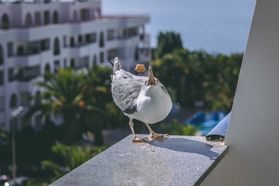 42790355300_81c30875bc_o