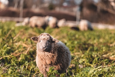 IJ1A0736-Verbessert-RR